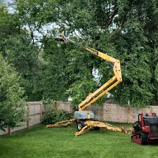 Best Tree and Shrub Care  in Springmont, PA