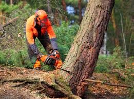 How Our Tree Care Process Works  in  Springmont, PA