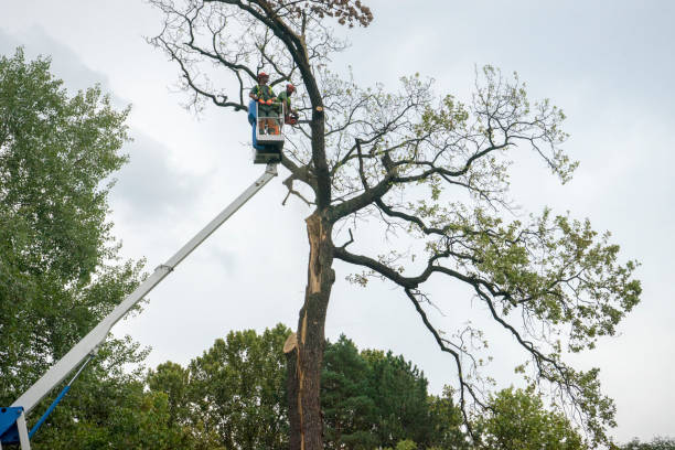 Best Tree Cabling and Bracing  in Springmont, PA