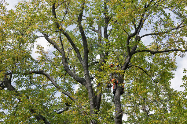 Best Tree Trimming and Pruning  in Springmont, PA